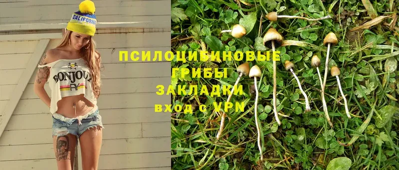 это клад  продажа наркотиков  Полярные Зори  Псилоцибиновые грибы Psilocybine cubensis 